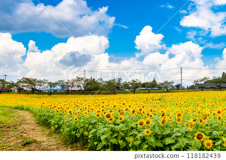 向日葵田,向日葵盛開 向日葵田,向日葵盛開 118182439