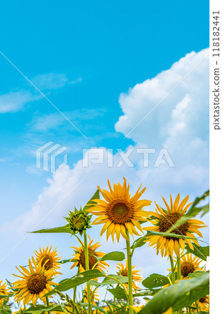 向日葵田,向日葵盛開 向日葵田,向日葵盛開 118182441