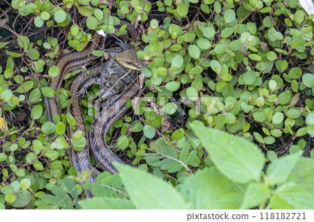 一隻棉蛙被一條條紋蛇捕食 118182721
