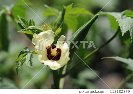 Okra cultivation 118182879