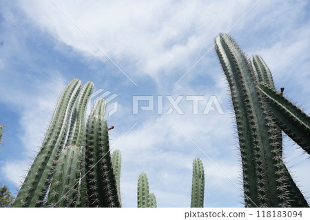 tall cactus low angle with blue sky tall cactus low angle with blue sky 118183094