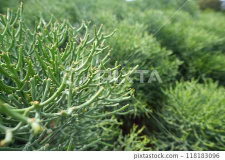 Euphorbia tirucalli,pencil cactus, Indian tree spurge. macro closeup Euphorbia tirucalli,pencil cactus, Indian tree spurge. macro closeup 118183096