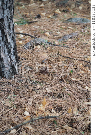 Pine cones on a carpet of fallen leaves Pine cones on a carpet of fallen leaves 118183132