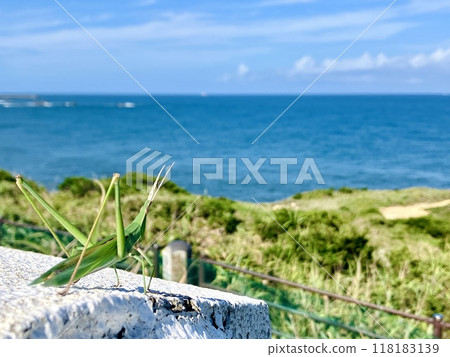 A grasshopper gazing at the summer sea A grasshopper gazing at the summer sea 118183139