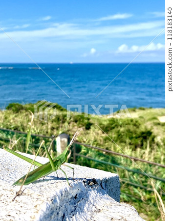 一隻蚱蜢凝視著夏日的大海 118183140