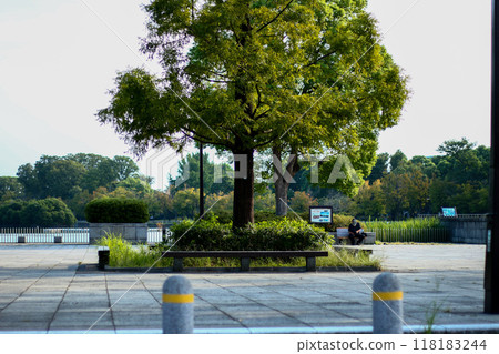 Morning park 118183244