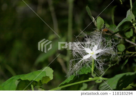 A mysterious flower that blooms at night in the summer 118183294