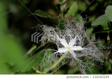 A mysterious flower that blooms at night in the summer A mysterious flower that blooms at night in the summer 118183295