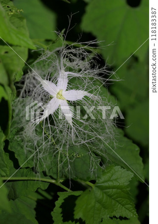 The mysterious and fantastical charm of night-blooming snake gourds The mysterious and fantastical charm of night-blooming snake gourds 118183387