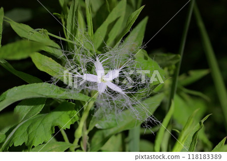 卡拉蘇里花，一種在夜間綻放的神秘花朵 118183389