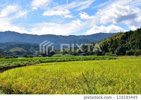 在稻田的稻田中開花的群集孤挺花 118183445