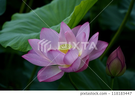 風景與盛開的蓮花和粉紅色的花蕾特寫 118183447