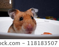 A cute golden hamster looking around curiously 118183507
