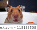 The pink nose of a cute golden hamster looking around curiously 118183508