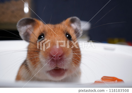 The pink nose of a cute golden hamster looking around curiously The pink nose of a cute golden hamster looking around curiously 118183508