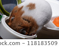 A cute golden hamster crawls into a can full of food and stuffs its cheek pouches with food. 118183509