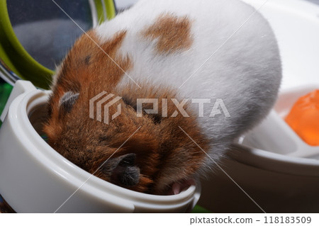 A cute golden hamster crawls into a can full of food and stuffs its cheek pouches with food. 118183509