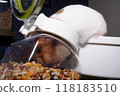 A cute golden hamster crawls into a can full of food and stuffs its cheek pouches with food. 118183510