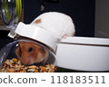A cute golden hamster crawls into a can full of food and stuffs its cheek pouches with food. 118183511