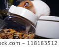 A cute golden hamster crawls into a can full of food and stuffs its cheek pouches with food. 118183512
