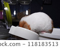 A cute golden hamster crawls into a can full of food and stuffs its cheek pouches with food. 118183513