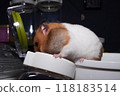 A cute golden hamster crawls into a can full of food and stuffs its cheek pouches with food. 118183514