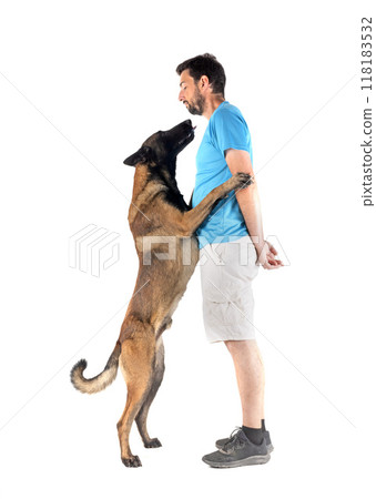 malinois and man in studio malinois and man in studio 118183532