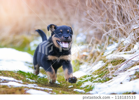 young rottweiler in nature young rottweiler in nature 118183533