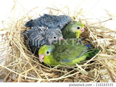 young Pacific parrotlet in studio young Pacific parrotlet in studio 118183535