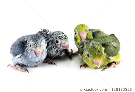 young Pacific parrotlet in studio young Pacific parrotlet in studio 118183536