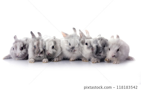 young Lionhead rabbit 118183542