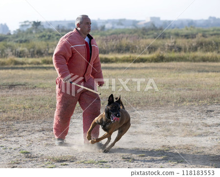 training of belgian shepherd 118183553