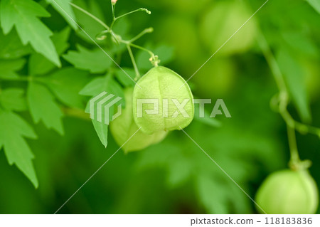 富森克魯茲 富森克魯茲 118183836
