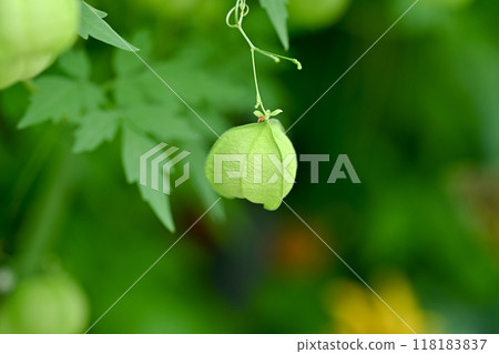 富森克魯茲 富森克魯茲 118183837