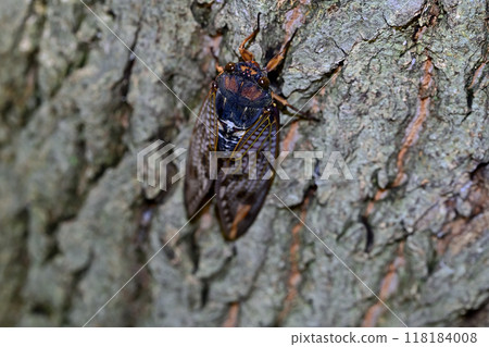 Brown cicada 118184008