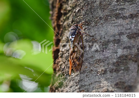 Brown cicada Brown cicada 118184015