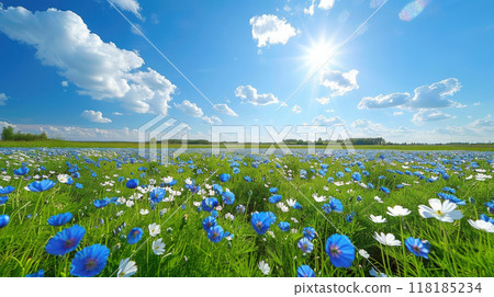 Flax field full bloom, delicate blue flowers swaying in breeze, rural landscape. Warm evening light 118185234