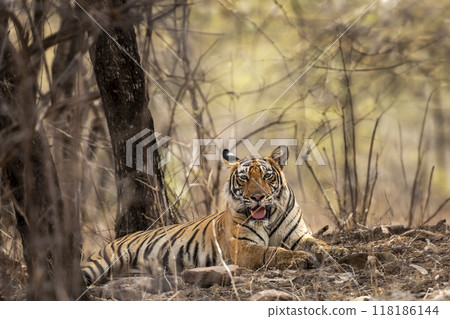 eye level shot of wild female young bengal tiger or tigress panthera tigris closeup or portrait with eye contact in hot summer season safari at ranthambore national park sawai madhopur rajasthan india eye level shot of wild female young bengal tiger or tigress panthera tigris closeup or portrait with eye contact in hot summer season safari at ranthambore national park sawai madhopur rajasthan india 118186144