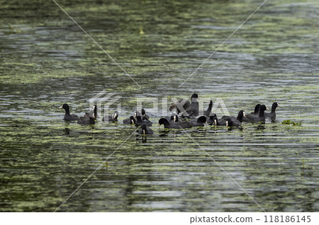 Eurasian coot or common coot or Australian coot or Fulica atra flock or group family floating in shallow water or wetland at keoladeo national park or bharatpur bird sanctuary rajasthan india asia 118186145