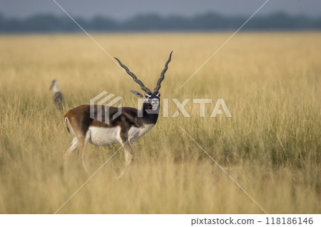 wild male blackbuck or antilope cervicapra or indian antelope closeup with face expression in grassland of tal chhapar sanctuary rajasthan india asia 118186146