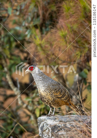 cheer pheasant or Catreus wallichii or Wallichs pheasant portrait during winter migration perched on big rock in natural colorful scenic green background in foothills himalaya forest uttarakhand india cheer pheasant or Catreus wallichii or Wallichs pheasant portrait during winter migration perched on big rock in natural colorful scenic green background in foothills himalaya forest uttarakhand india 118186147