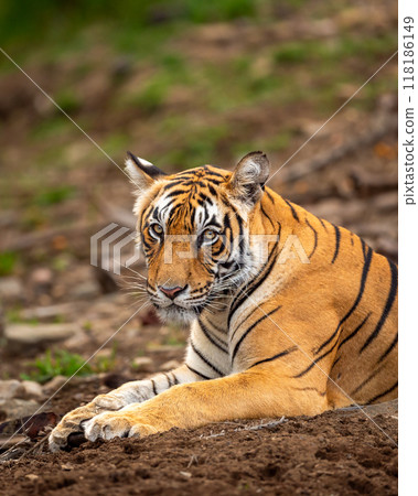 eye level shot of wild male bengal tiger or panthera tigris close up or portrait with eye contact in winter season safari at ranthambore national park forest reserve sawai madhopur rajasthan india eye level shot of wild male bengal tiger or panthera tigris close up or portrait with eye contact in winter season safari at ranthambore national park forest reserve sawai madhopur rajasthan india 118186149