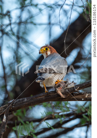 Red necked falcon or Falco chicquera closeup in action perched on branch of a tree after hunt with crested lark bird kill in claws at tal chhapar blackbuck sanctuary rajasthan india asia 118186154