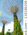 giant tree building at Garden by the Bay, Singapore in sunny day 118186206
