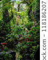 tropical forest in cloud forest at Garden by the Bay, Singapore 118186207