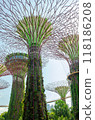 giant tree building at Garden by the Bay, Singapore in sunny day 118186208