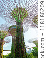 giant tree building at Garden by the Bay, Singapore in sunny day 118186209