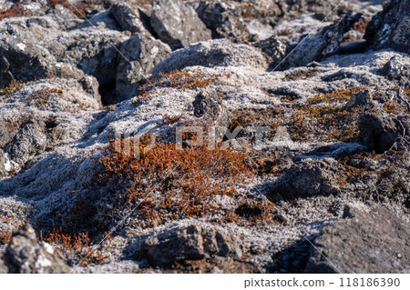 Lichen-covered volcanic landscape on Reykjanes Peninsula, Iceland. 118186390