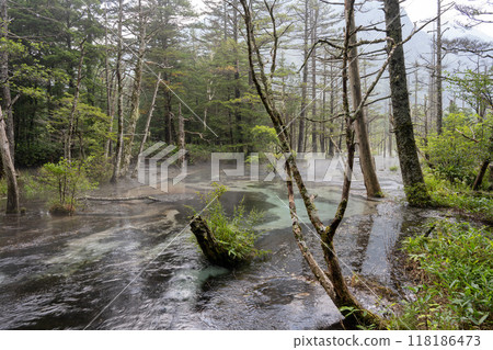 Summer in Kamikochi, Dakezawa Marshland/Nagano Prefecture Summer in Kamikochi, Dakezawa Marshland/Nagano Prefecture 118186473