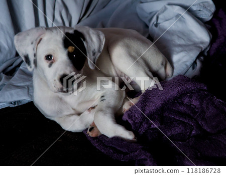 puppy on a blanket posing puppy on a blanket posing 118186728